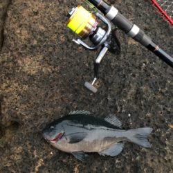 グレグレグレボラ？