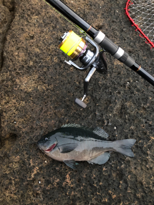 グレグレグレボラ？