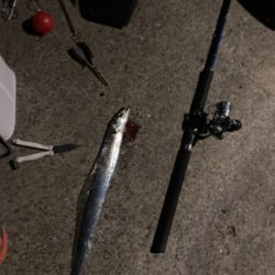 アジングでタチウオ＆コチ