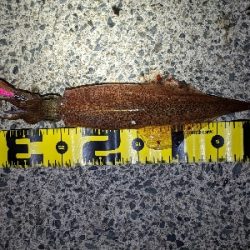 今シーズン初ゲット