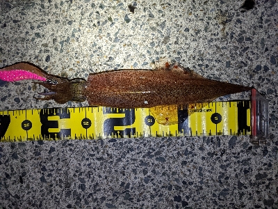 今シーズン初ゲット