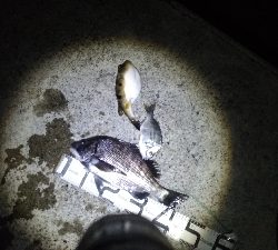 1/8釣果　良い天気