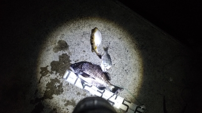 1/8釣果　良い天気