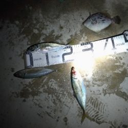 1/15釣果　楽しかった！寒かった！