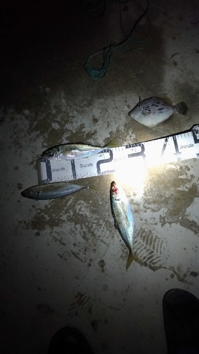 1/15釣果　楽しかった！寒かった！