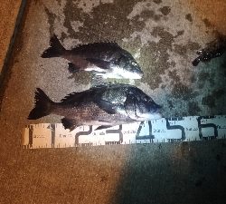 1/22釣果　紀州釣りは手が凍る