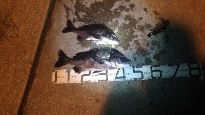 1/22釣果　紀州釣りは手が凍る