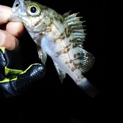 メバルのちチーバス