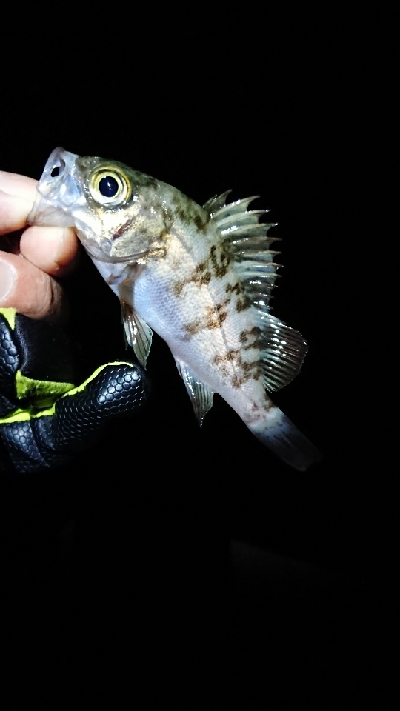 メバルのちチーバス