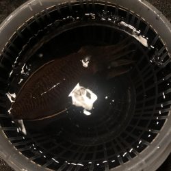 ヤリイカ狙いのウキ釣りで!