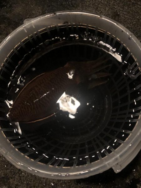 ヤリイカ狙いのウキ釣りで！