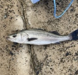 ショアジギング