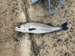 ショアジギング