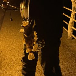 タチウオつり、アジング