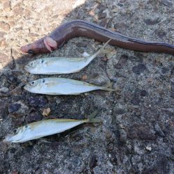 青物を狙いに・・・