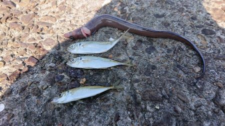 青物を狙いに・・・