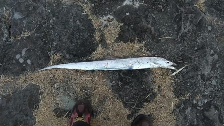 やっとドラゴンに出会えました。