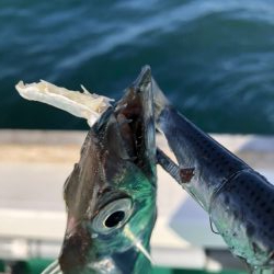 泉州丸さんでタチウオ