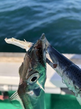 泉州丸さんでタチウオ