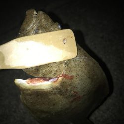 ライトワインドでヒラメGET