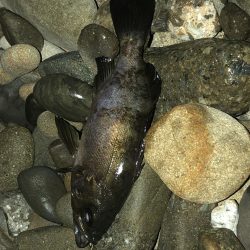 メバルのシーズン到来ですね