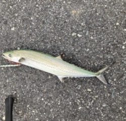 ライトショアジギング