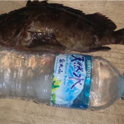 でかガジラ釣れました！