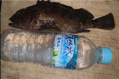 でかガジラ釣れました！