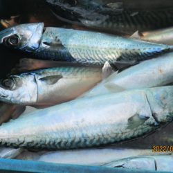 真サバ 60～75匹クーラー満タン(^_-)-☆