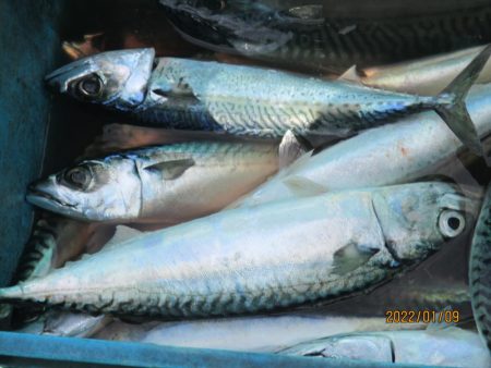 真サバ 60～75匹クーラー満タン(^_-…