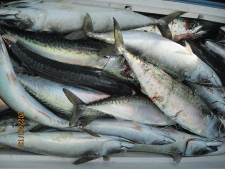 サバ　入れ食い大型クーラー満杯(^_-)-…