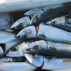 サバ　入食いクーラー2個満タン(^_-)-☆