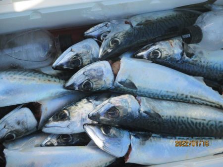 サバ　入食いクーラー2個満タン(^_-)-…