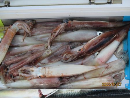 ヤリイカ、スルメイカ、サバ　釣れたよ(^_…