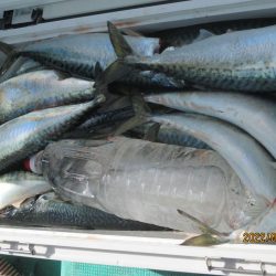 寒サバ　良型サバ多くク－ラ－満杯