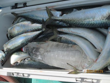 寒サバ　良型サバ多くク－ラ－満杯