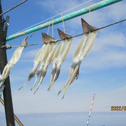 スルメイカ12杯、サバ30～40匹