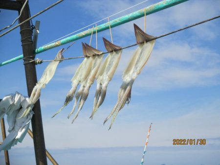 スルメイカ12杯、サバ30～40匹