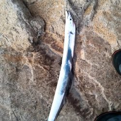 年明け初釣りでボウズ逃れ