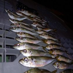 一年に一回は長島へ