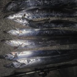 タチウオの〇〇