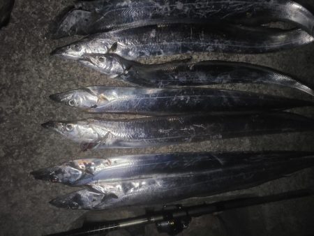 タチウオの〇〇