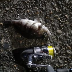 極寒の鹿島灘港でメバリング