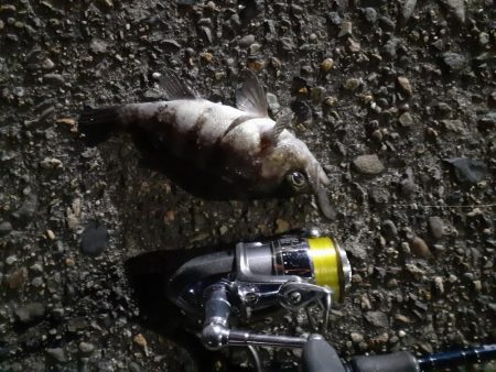 極寒の鹿島灘港でメバリング