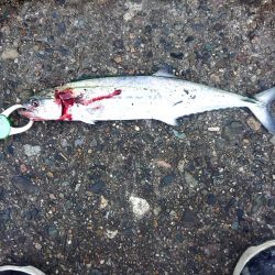 まだサゴシ釣れます