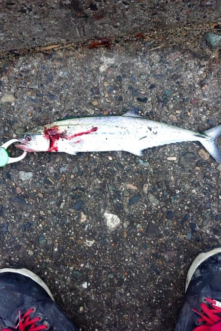 まだサゴシ釣れます