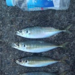 新年釣り始め！！