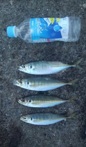 新年釣り始め！！