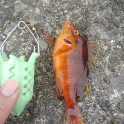 ロッド3本でバタバタ釣りでしたが観賞魚の釣果は満足です!!夕飯はアイゴに決定です^^