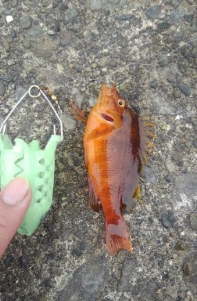 ロッド3本でバタバタ釣りでしたが観賞魚の釣果は満足です!!夕飯はアイゴに決定です^^